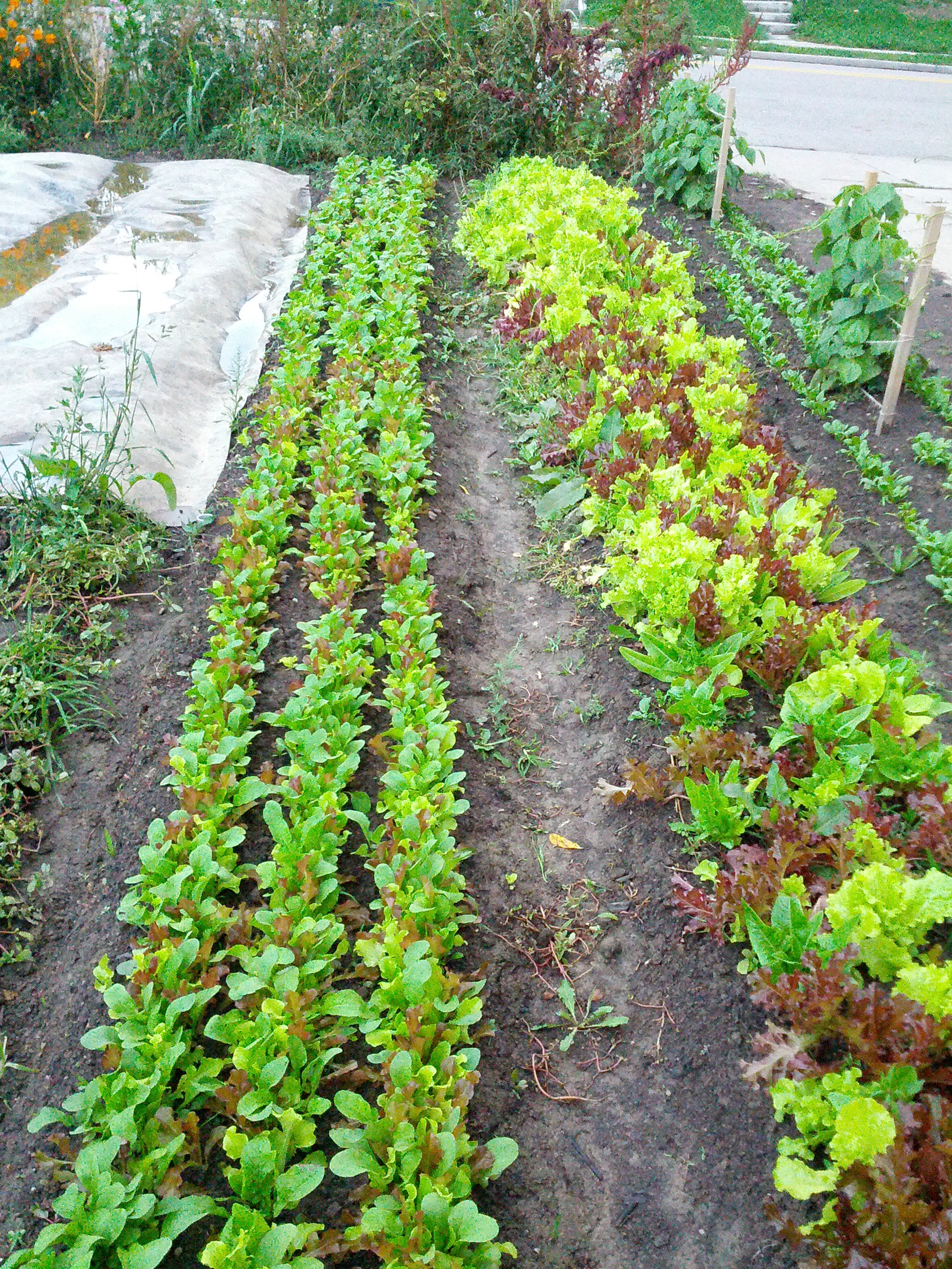 Growing greens